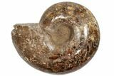 Honey-Orange Ammonite (Argonauticeras) - Befandriana, Madagascar #192187-1